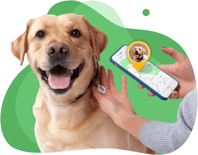 QR Code for Pets Identification and Beyond